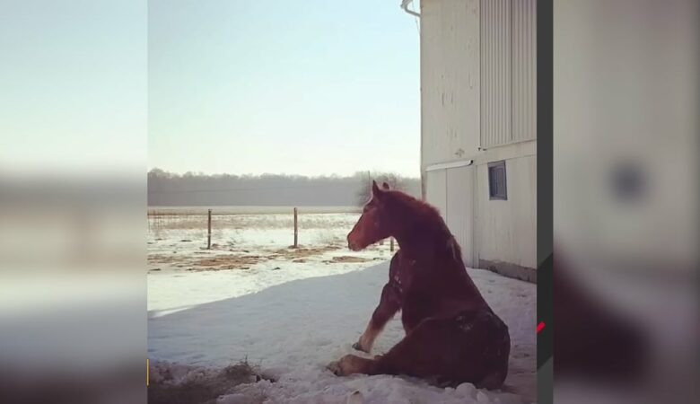 Osamělý a zanedbaný kůň poznává v posledním roce života význam přátelství