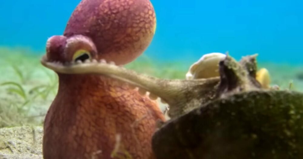 Špionážní chobotnice pomáhá skutečné chobotnici schovat se před žraloky a na oplátku dostane to nejsladší “děkuji