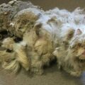Špatně týraná kočka s pěti kilogramy zplstnatělé srsti se dočkala tolik potřebné proměny