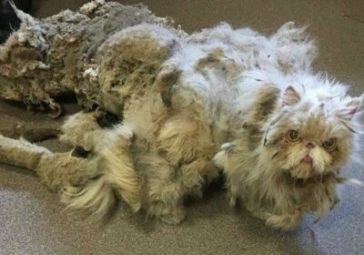 Špatně týraná kočka s pěti kilogramy zplstnatělé srsti se dočkala tolik potřebné proměny