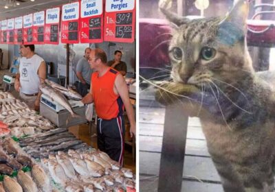Hladový kocour se objeví v obchodě s rybami s listem v tlamě, který chce použít jako peníze