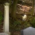 Ztracená zatoulaná ovce, která se potuluje po nejvhodnějším místě na říjen, uniká záchranářům