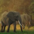 Strážce dostal emotivní poděkování od celého stáda slonů poté, co vytáhl mládě z jámy