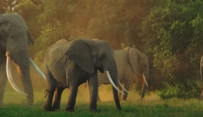 Strážce dostal emotivní poděkování od celého stáda slonů poté, co vytáhl mládě z jámy