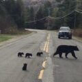 Policista dává dohromady důvod, proč medvídě odmítá přejít silnici se svou rodinou
