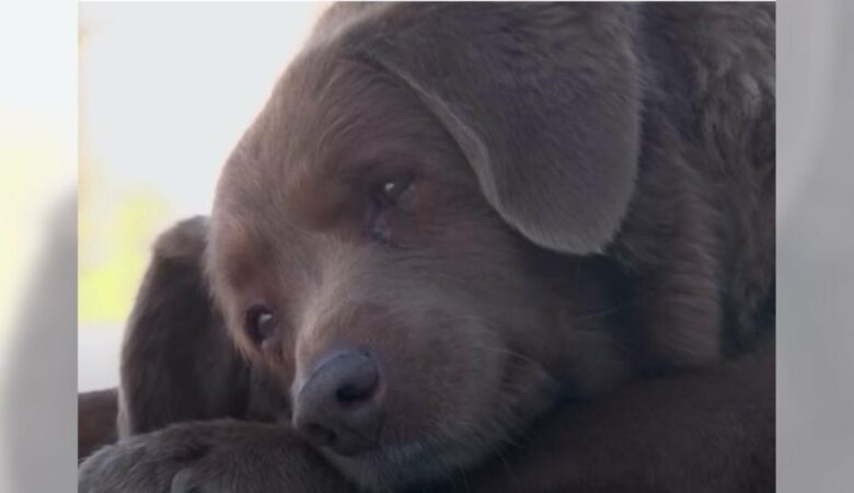 “Bobi” překonal sto let starý rekord a stal se “nejstarším psem na světě