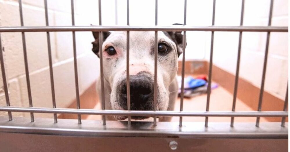Starší hluchý pes, který strávil 653 dní v útulku, prosí kolemjdoucí, aby si ho vzali domů