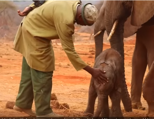 Baby_Elephant_And_Keeper